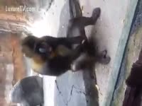 Monkey masturbating on the backyard